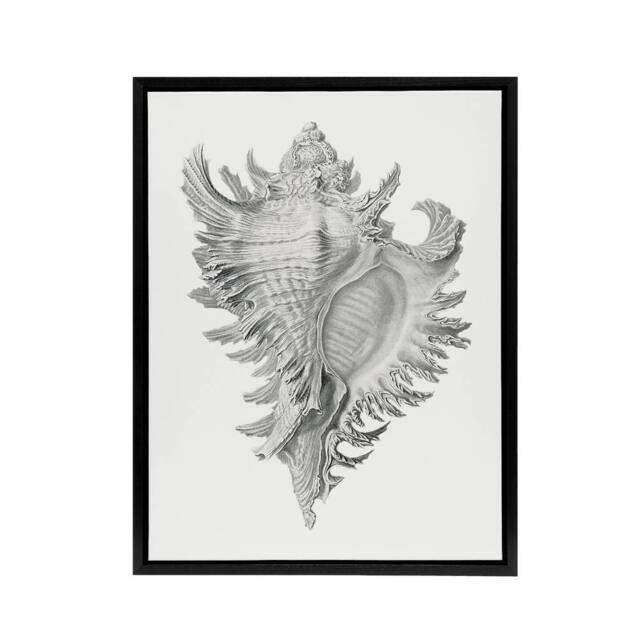 "Artery8 Whelk Sea Snail Shell Drawing Haeckel Botanical Framed Canvas Wall Art in White - Size: W12"" x H16""" - image 1