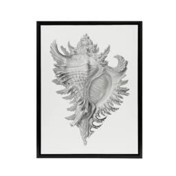 "Artery8 Whelk Sea Snail Shell Drawing Haeckel Botanical Framed Canvas Wall Art in White - Size: W12"" x H16""" - thumbnail 1
