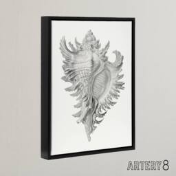 "Artery8 Whelk Sea Snail Shell Drawing Haeckel Botanical Framed Canvas Wall Art in White - Size: W12"" x H16""" - thumbnail 2