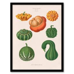 "Artery8 Ornamental Gourds Kitchen Decor Ernst Benary Framed Wall Art Print in White - Size: W12"" x H16""" - thumbnail 1