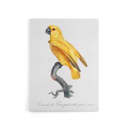 "Artery8 Lutino Senegal Parrot Francois Levaillant Canvas Wall Art Print in White - Size: W12"" x H16""" - thumbnail 1