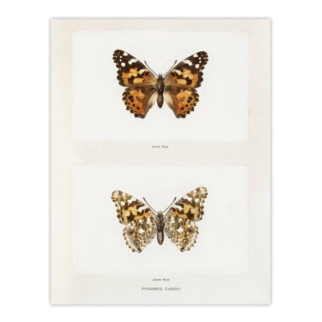 "Artery8 Painted Lady Butterfly Vintage Artwork Denton Wall Art Poster Print in White - Size: W12"" x H16""" - image 1