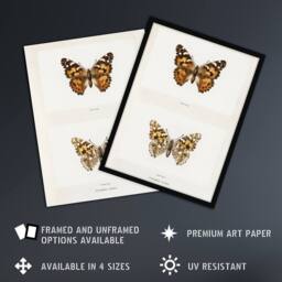 "Artery8 Painted Lady Butterfly Vintage Artwork Denton Wall Art Poster Print in White - Size: W12"" x H16""" - thumbnail 2