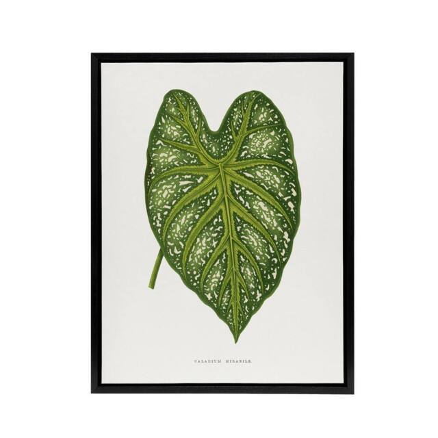 "Artery8 AF Lydon Benjamin Fawcett Caladium Mirabile Leaf Framed Canvas Art in White - Size: W12"" x H16""" - image 1