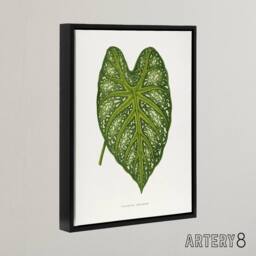 "Artery8 AF Lydon Benjamin Fawcett Caladium Mirabile Leaf Framed Canvas Art in White - Size: W12"" x H16""" - thumbnail 2