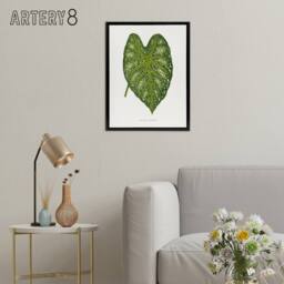 "Artery8 AF Lydon Benjamin Fawcett Caladium Mirabile Leaf Framed Canvas Art in White - Size: W12"" x H16""" - thumbnail 3