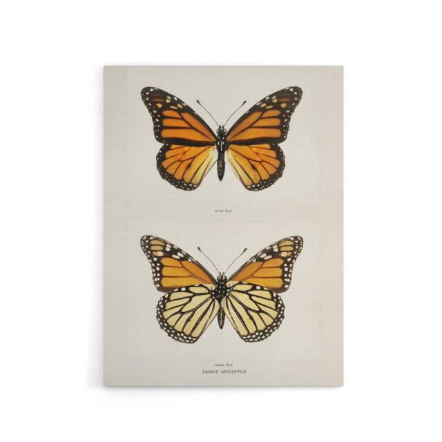 "Artery8 Monarch Butterfly Vintage Illustration Denton Canvas Wall Art Print in White - Size: W12"" x H16""" - image 1