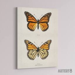 "Artery8 Monarch Butterfly Vintage Illustration Denton Canvas Wall Art Print in White - Size: W12"" x H16""" - thumbnail 2