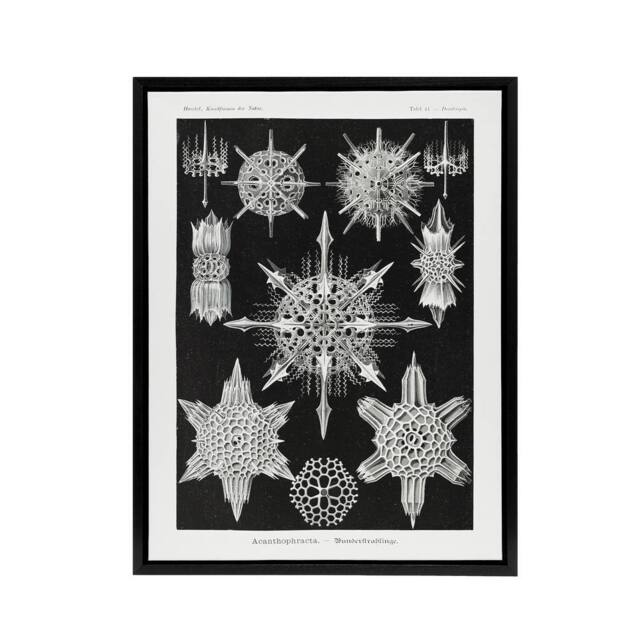 "Artery8 Marine sea ocean Life in B&W Haeckel Black Framed Canvas Wall Art - Size: W12"" x H16""" - image 1