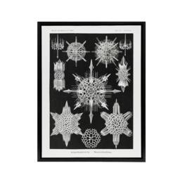 "Artery8 Marine sea ocean Life in B&W Haeckel Black Framed Canvas Wall Art - Size: W12"" x H16""" - thumbnail 1
