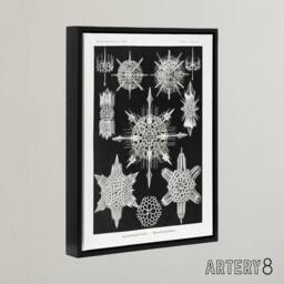 "Artery8 Marine sea ocean Life in B&W Haeckel Black Framed Canvas Wall Art - Size: W12"" x H16""" - thumbnail 2
