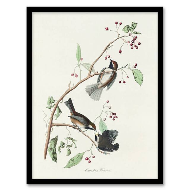 Artery8 Canadian Titmouse Bird Audubon Nature Framed Wall Art Print in White - Size: A4 - image 1