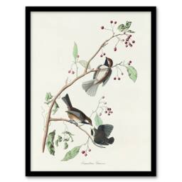 Artery8 Canadian Titmouse Bird Audubon Nature Framed Wall Art Print in White - Size: A4 - thumbnail 1