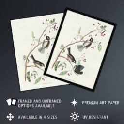 Artery8 Canadian Titmouse Bird Audubon Nature Framed Wall Art Print in White - Size: A4 - thumbnail 2