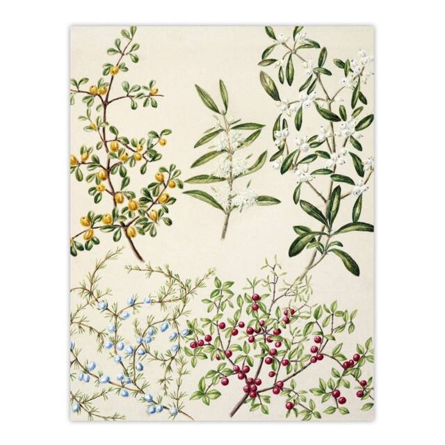 "Artery8 New Zealand Coprosma Acerosa Coastal Plant Featon Wall Art Print in Beige - Size: W18"" x H24""" - image 1