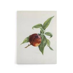 "Artery8 Vintage Artwork of Pine Apple Nectarine Wright Canvas Wall Art Print in White - Size: W12"" x H16""" - thumbnail 1