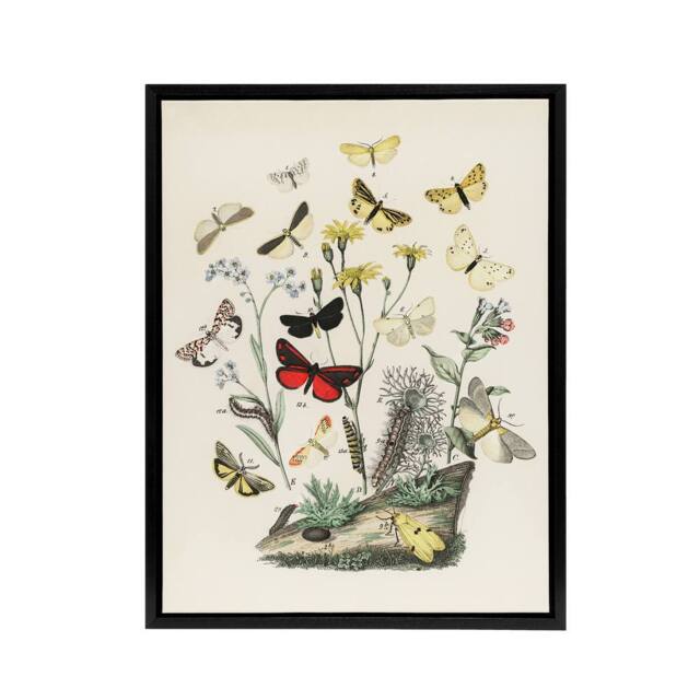 "Artery8 Small Butterflies Caterpillars Kirby Black Framed Canvas Wall Art in White - Size: W12"" x H16""" - image 1