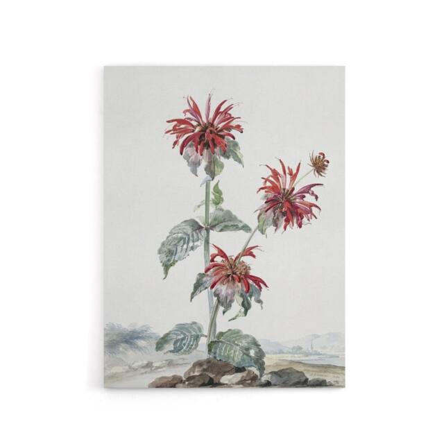 "Artery8 Red Bergamot Flowers in a Landscape Schouman Canvas Wall Art Print in White - Size: W12"" x H16""" - image 1