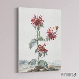 "Artery8 Red Bergamot Flowers in a Landscape Schouman Canvas Wall Art Print in White - Size: W12"" x H16""" - thumbnail 2