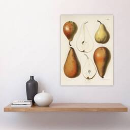 "Artery8 Fresh Pears Halved Fruit Berghuis Vintage Wall Art Print Poster in White - Size: W18"" x H24""" - thumbnail 4