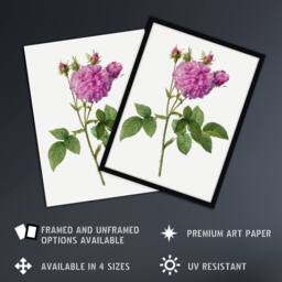 "Artery8 Agatha Rose Floral Redoute Vintage Framed Wall Art Print in White - Size: W12"" x H16""" - thumbnail 2