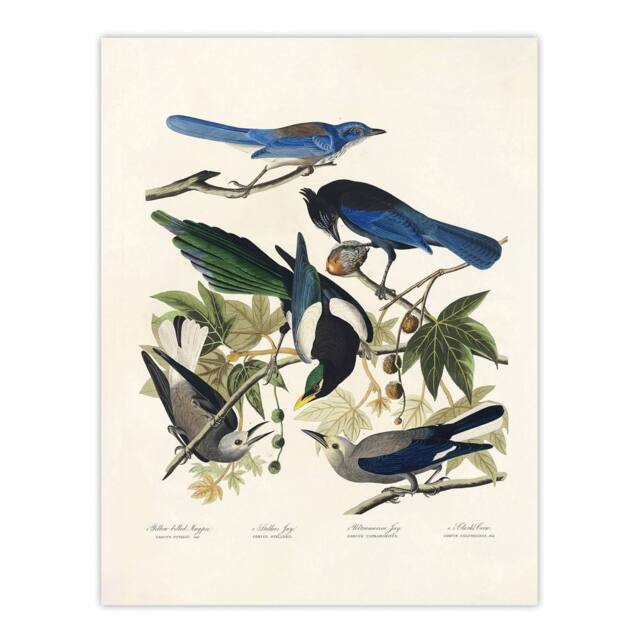 "Artery8 Magpie Clarks Crow & Jays Audubon Nature Wall Art Print Poster in White - Size: W12"" x H16""" - image 1