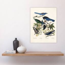 "Artery8 Magpie Clarks Crow & Jays Audubon Nature Wall Art Print Poster in White - Size: W12"" x H16""" - thumbnail 4