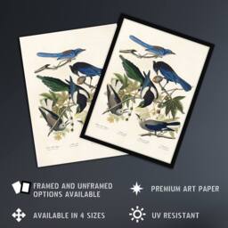 "Artery8 Magpie Clarks Crow & Jays Audubon Nature Wall Art Print Poster in White - Size: W12"" x H16""" - thumbnail 2