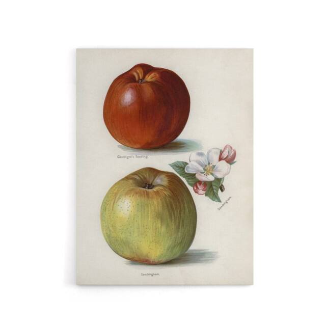 "Artery8 Gascoignes Seedling Sandringham Apples Wright Canvas Wall Art Print in White - Size: W12"" x H16""" - image 1