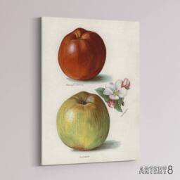 "Artery8 Gascoignes Seedling Sandringham Apples Wright Canvas Wall Art Print in White - Size: W12"" x H16""" - thumbnail 2