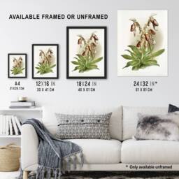 "Artery8 Frederick Sander Cypripedium Morganiae Orchid Flowers Wall Art Print - Size: W12"" x H16""" - thumbnail 3