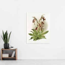 "Artery8 Frederick Sander Cypripedium Morganiae Orchid Flowers Wall Art Print - Size: W12"" x H16""" - thumbnail 4