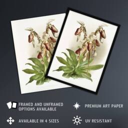 "Artery8 Frederick Sander Cypripedium Morganiae Orchid Flowers Wall Art Print - Size: W12"" x H16""" - thumbnail 2