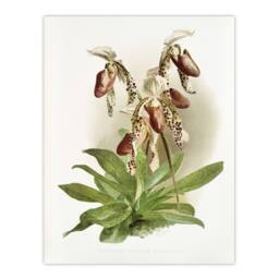 "Artery8 Frederick Sander Cypripedium Morganiae Orchid Flowers Wall Art Print - Size: W12"" x H16""" - thumbnail 1