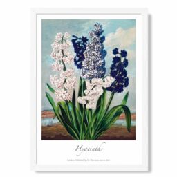 ARTZE Vintage Floral Exhibition - Hyacinth Flowers Framed Print SIZE: A4 with White Frame in Green - thumbnail 1