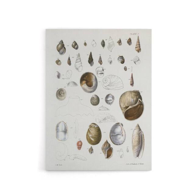 "Artery8 James De Kay Seashell Variety Illustration Canvas Wall Art Print in White - Size: W12"" x H16""" - image 1