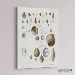 "Artery8 James De Kay Seashell Variety Illustration Canvas Wall Art Print in White - Size: W12"" x H16""" - thumbnail 2