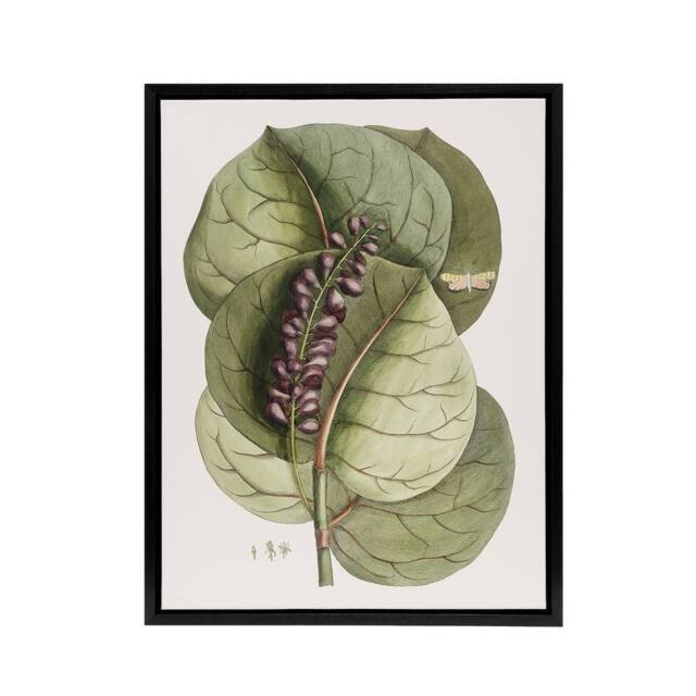 "Artery8 Mangrove Grape Tree Vintage Botanical Catesby Framed Canvas Wall Art in Green - Size: W12"" x H16""" - image 1