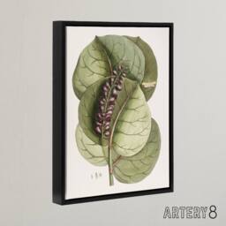 "Artery8 Mangrove Grape Tree Vintage Botanical Catesby Framed Canvas Wall Art in Green - Size: W12"" x H16""" - thumbnail 2