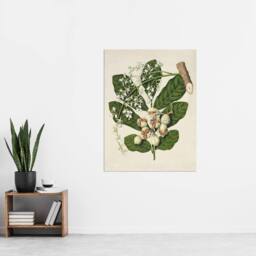 "Artery8 New Zealand Kohekohe Tree Flowers Featon Wall Art Poster Print in Beige - Size: W12"" x H16""" - thumbnail 4
