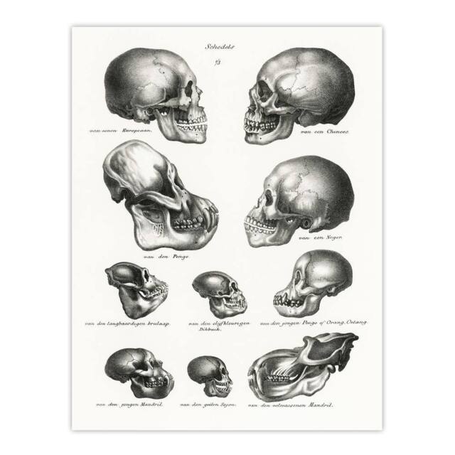 "Artery8 Human Monkey & Ape Skulls Visser Vintage Wall Art Print Poster in White - Size: W18"" x H24""" - image 1