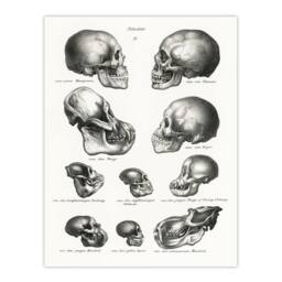 "Artery8 Human Monkey & Ape Skulls Visser Vintage Wall Art Print Poster in White - Size: W18"" x H24""" - thumbnail 1