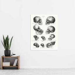 "Artery8 Human Monkey & Ape Skulls Visser Vintage Wall Art Print Poster in White - Size: W18"" x H24""" - thumbnail 4