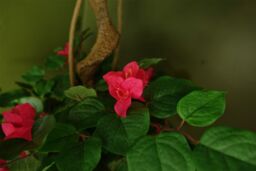 Leaf 150cm Pink Japanese Artificial Silk Bougainvillea Tree in Dark Pink - thumbnail 4