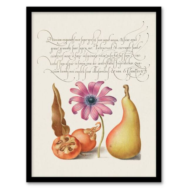 Artery8 Model Book of Calligraphy Framed Wall Art Medlar Poppy Anemone & Pear in White - Size: A4 - image 1