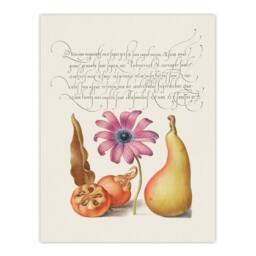 Artery8 Model Book of Calligraphy Framed Wall Art Medlar Poppy Anemone & Pear in White - Size: A4 - thumbnail 3