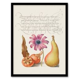 Artery8 Model Book of Calligraphy Framed Wall Art Medlar Poppy Anemone & Pear in White - Size: A4 - thumbnail 1