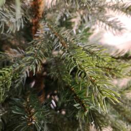 Samuel Alexander 4ft (1.2m) Green Grandis Fir Real Look Christmas Tree with Metal Stand - thumbnail 3