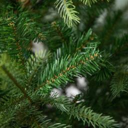 Samuel Alexander 4ft (1.2m) Green Grandis Fir Real Look Christmas Tree with Metal Stand - thumbnail 5