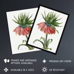 "Artery8 Crown Imperial Flower Redoute Vintage Wall Art Print Poster in White - Size: W12"" x H16""" - thumbnail 2
